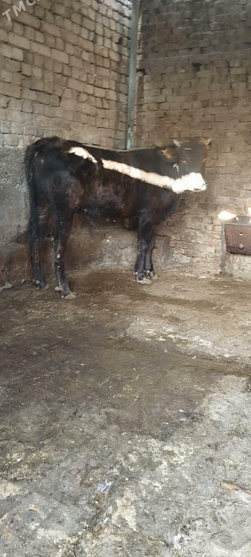 okuz - Ашхабад - img 5