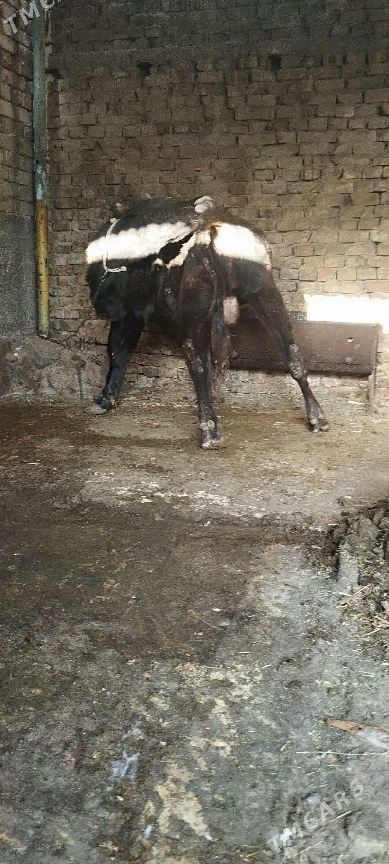 okuz - Ашхабад - img 3