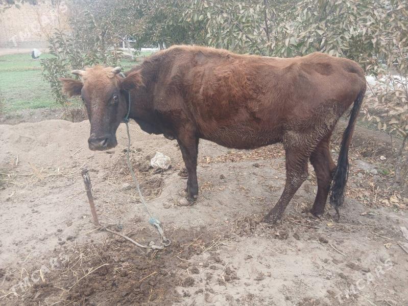 kysyr inak - Çärjew - img 3