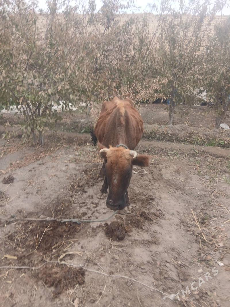 kysyr inak - Çärjew - img 2