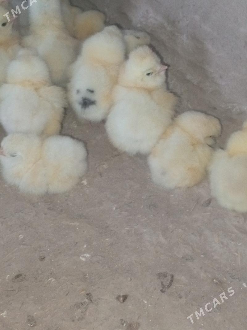 gigant jüje - Murgap - img 2