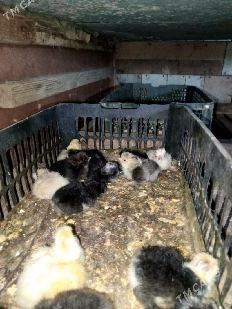 gigant jüje - Murgap - img 4