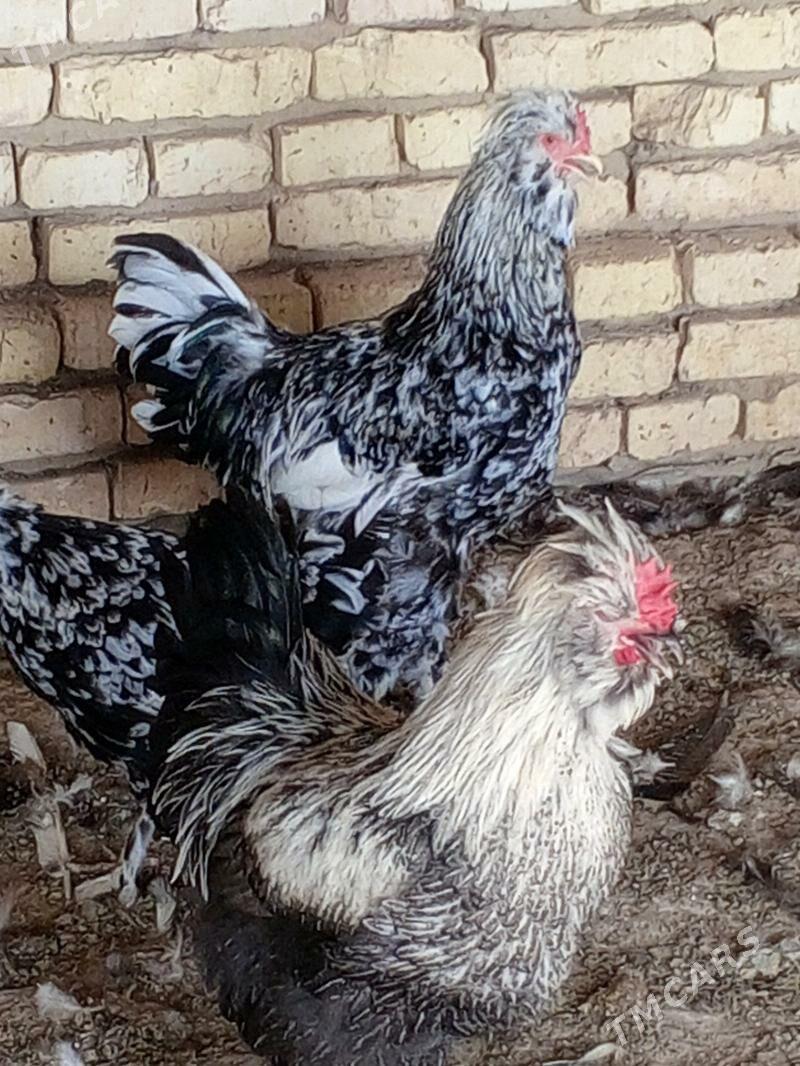 gigant jüje - Murgap - img 3