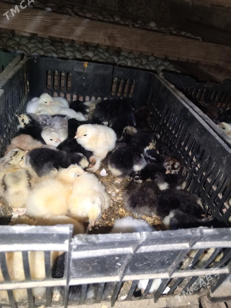 gigant jüje - Murgap - img 8