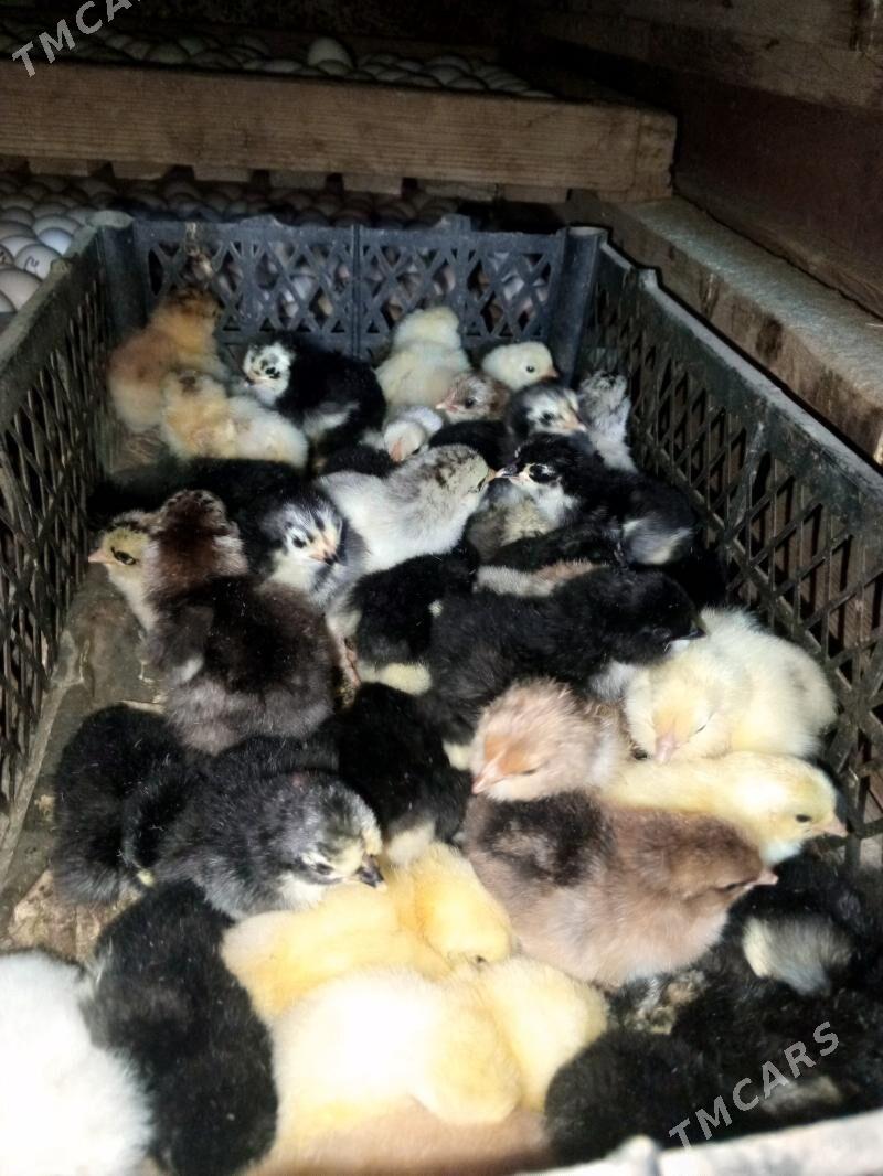 gigant jüje - Murgap - img 5