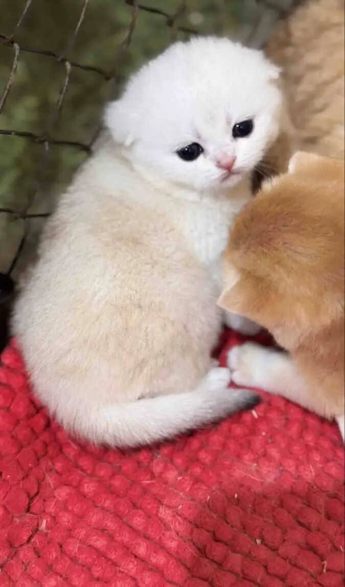 шотландский шиншилла - Aşgabat - img 2