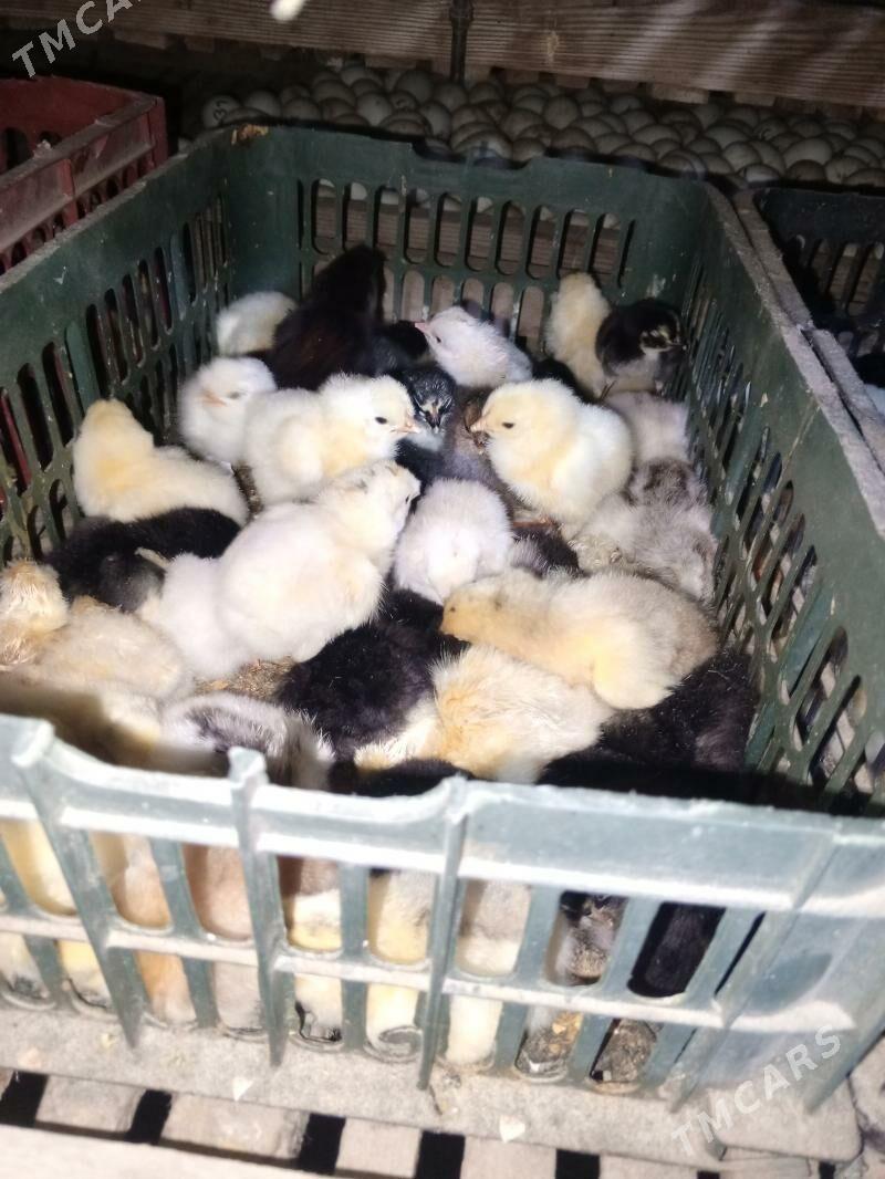 gigant jüje - Murgap - img 6