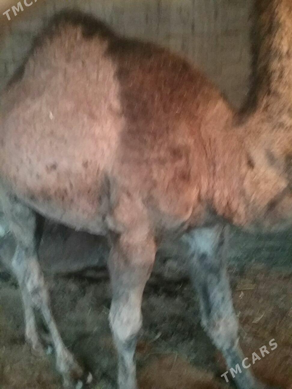 dulyç,3ýaşar - Ak bugdaý etraby - img 4