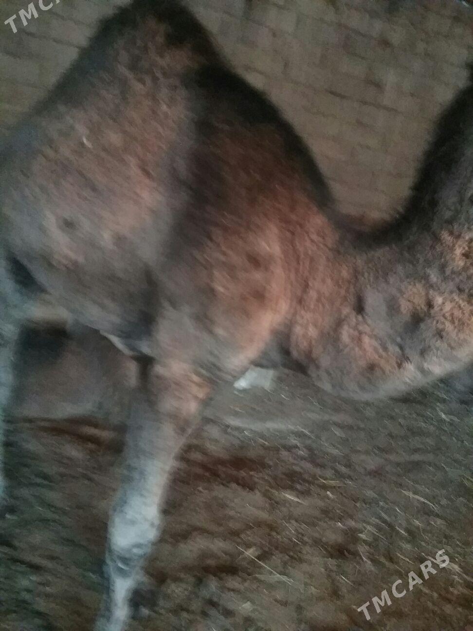 dulyç,3ýaşar - Ak bugdaý etraby - img 3