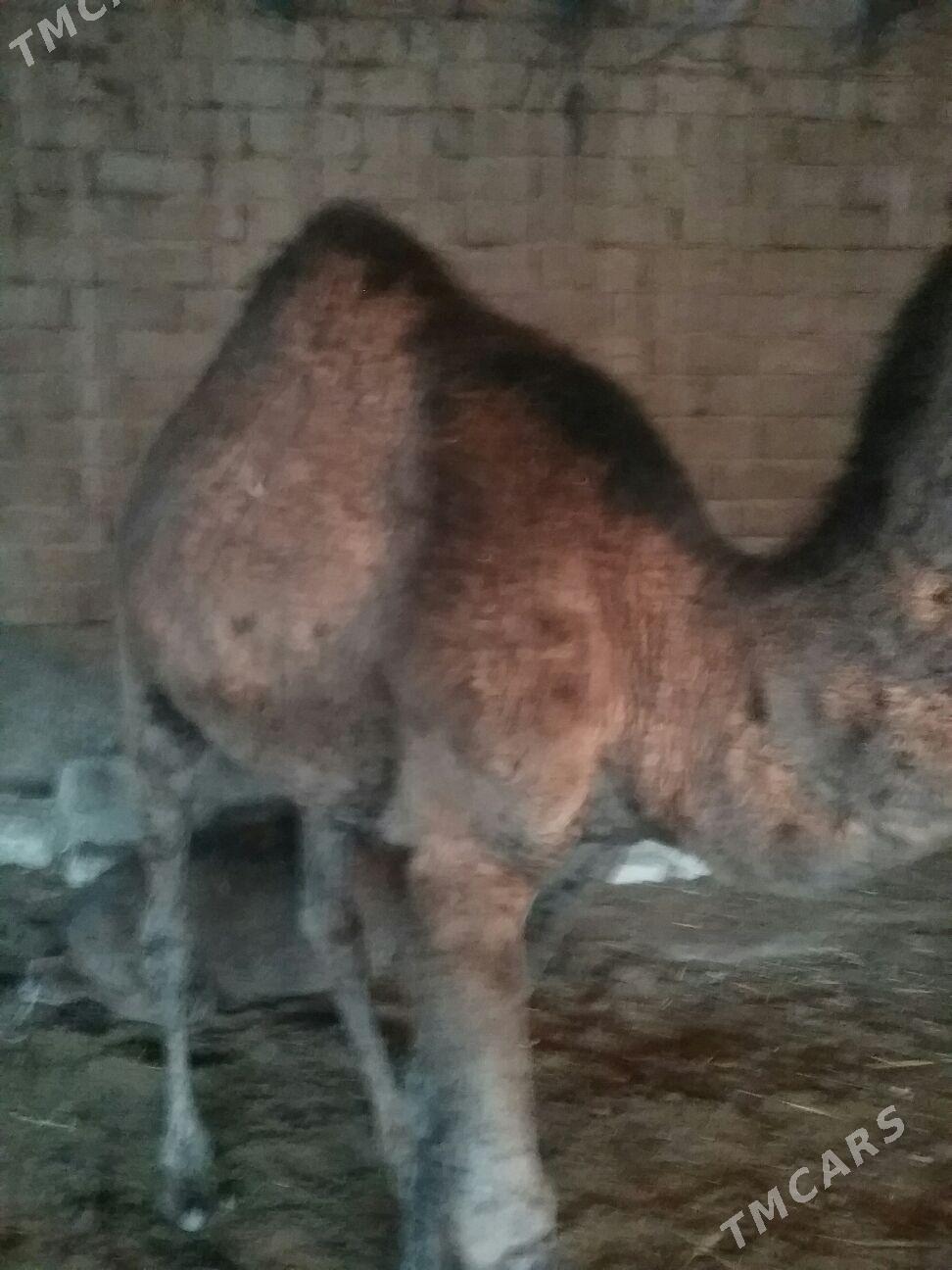 dulyç,3ýaşar - Ak bugdaý etraby - img 2