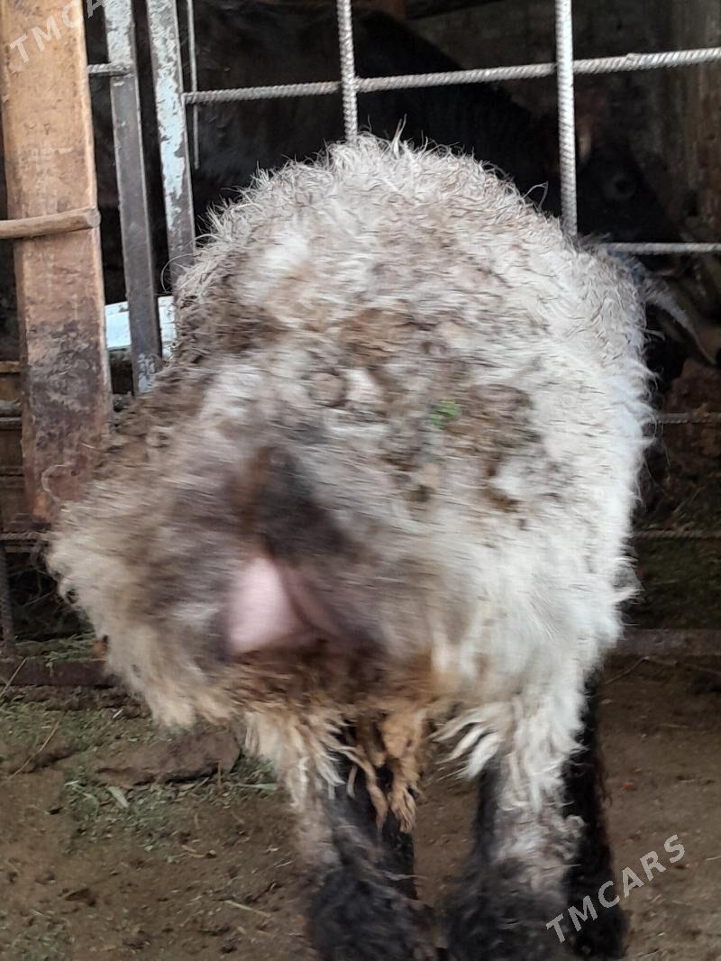 Issek - Hitrowka - img 4