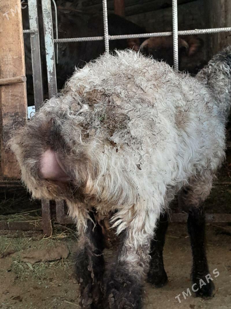 Issek - Hitrowka - img 3