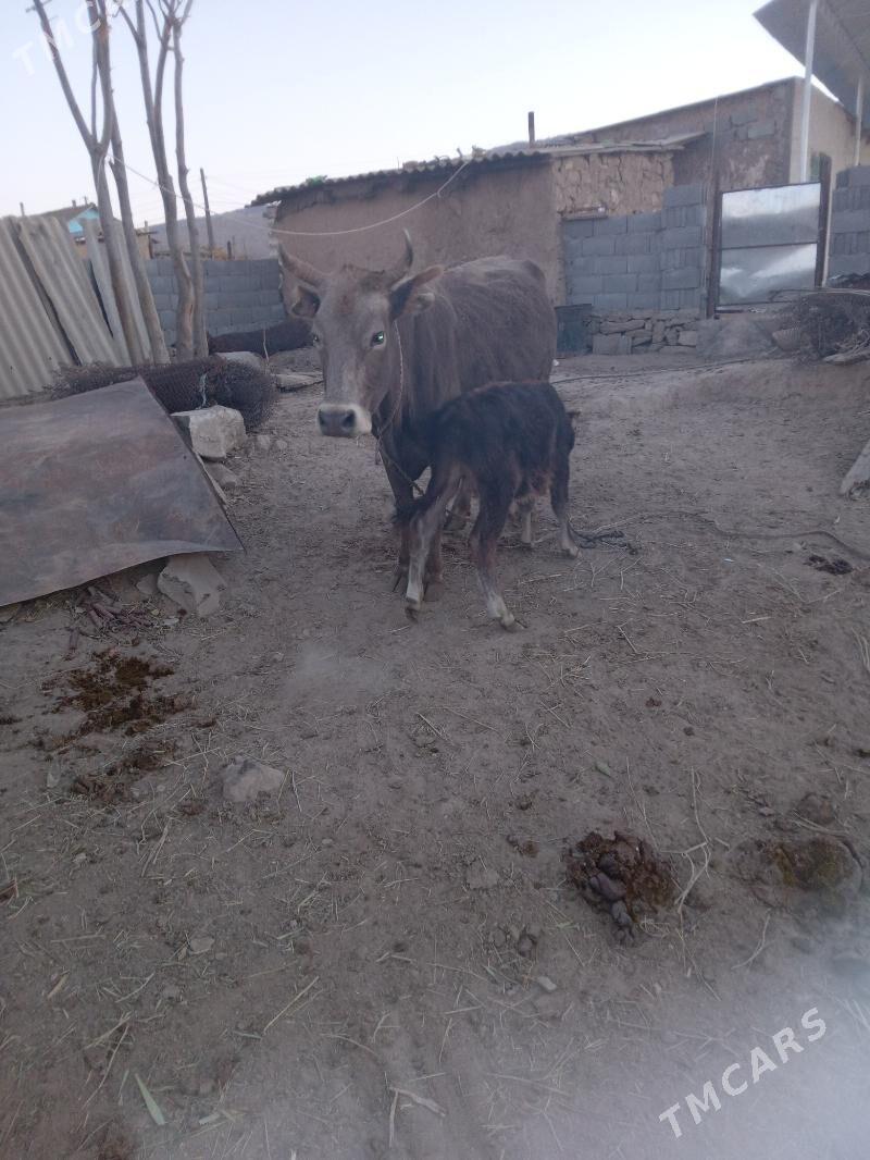 sygyr - Gyzylarbat - img 2