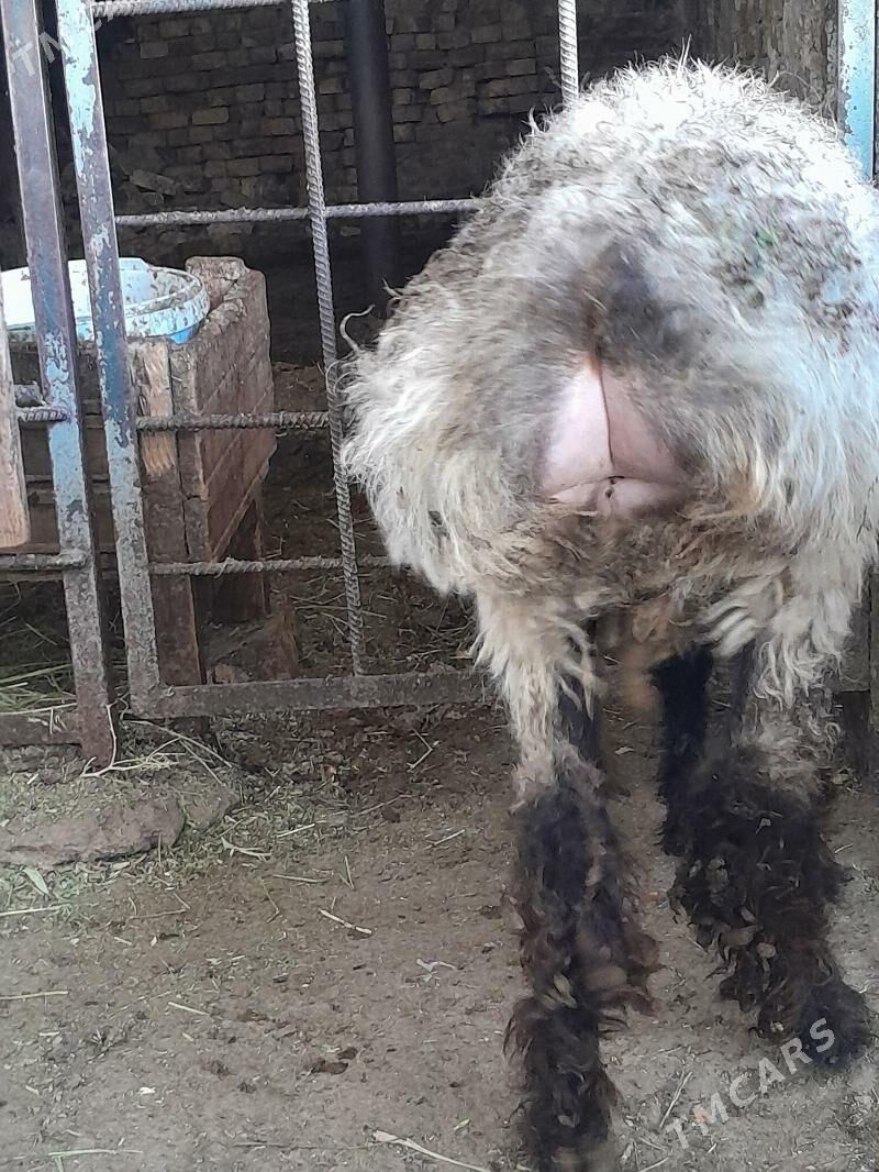 Issek - Hitrowka - img 2