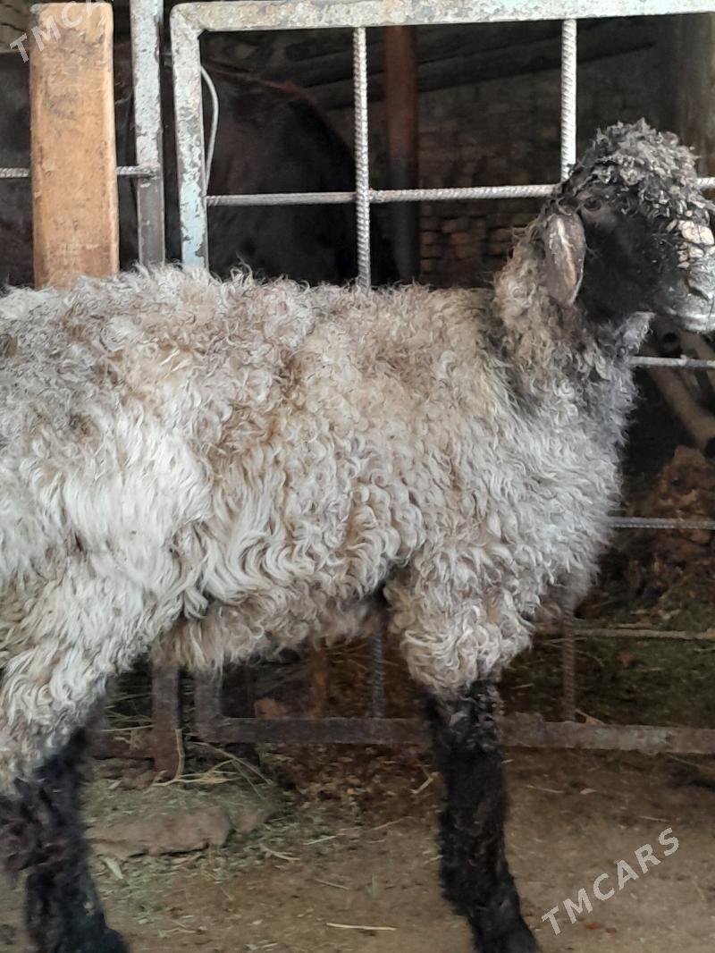 Issek - Hitrowka - img 1