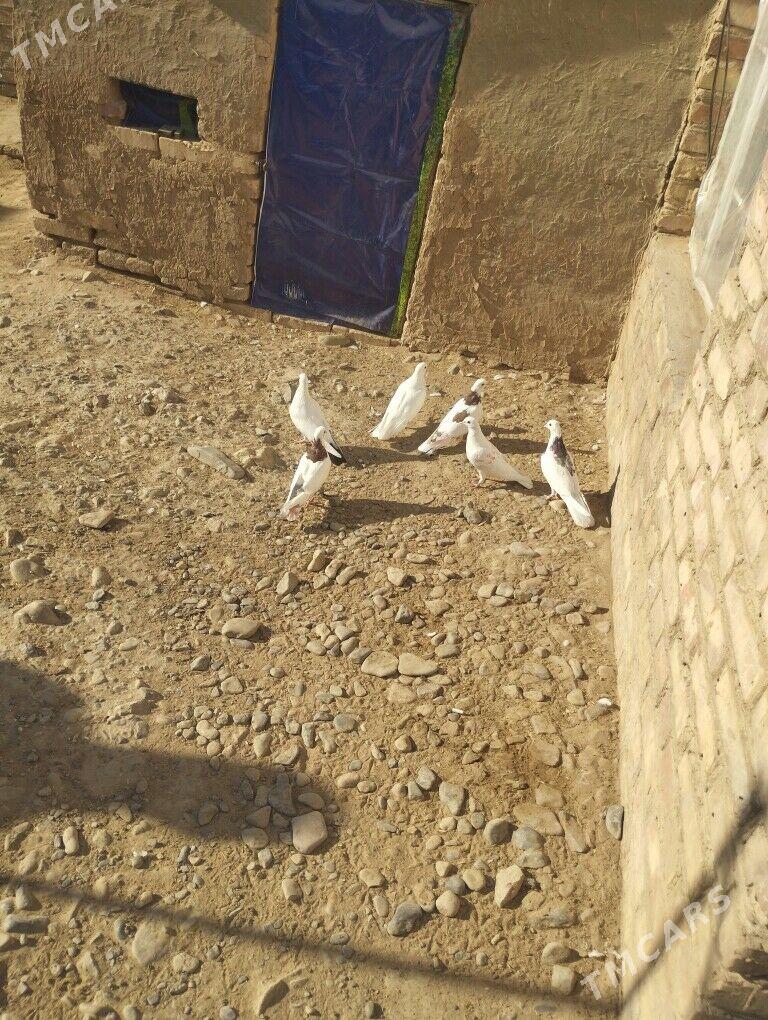 kepderi - Теджен - img 2