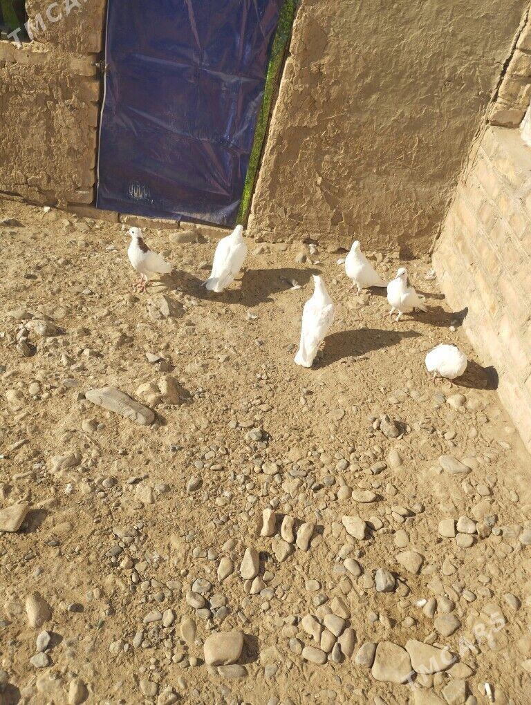 kepderi - Теджен - img 3