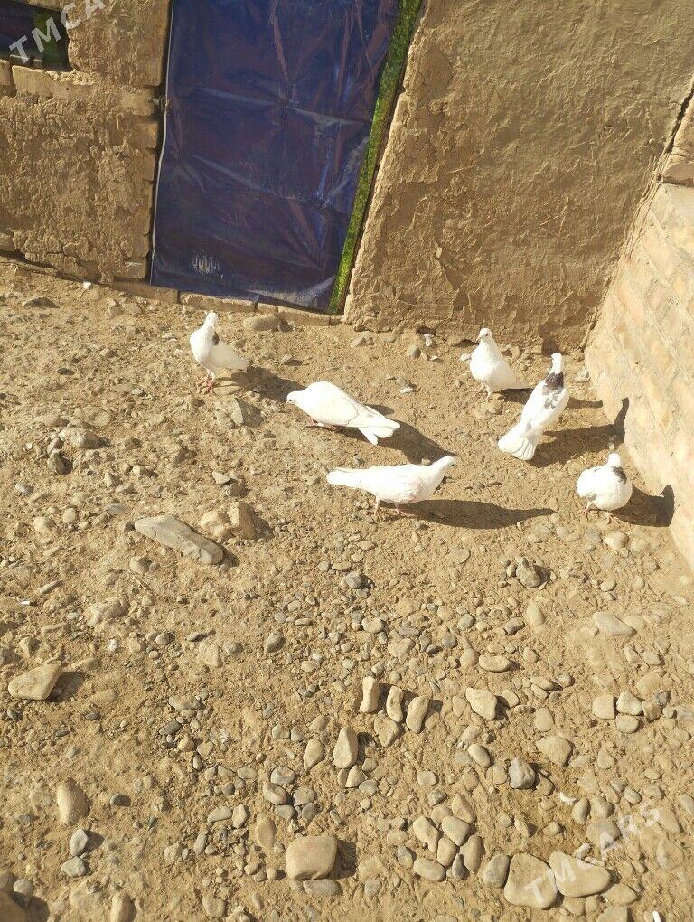 kepderi - Теджен - img 4