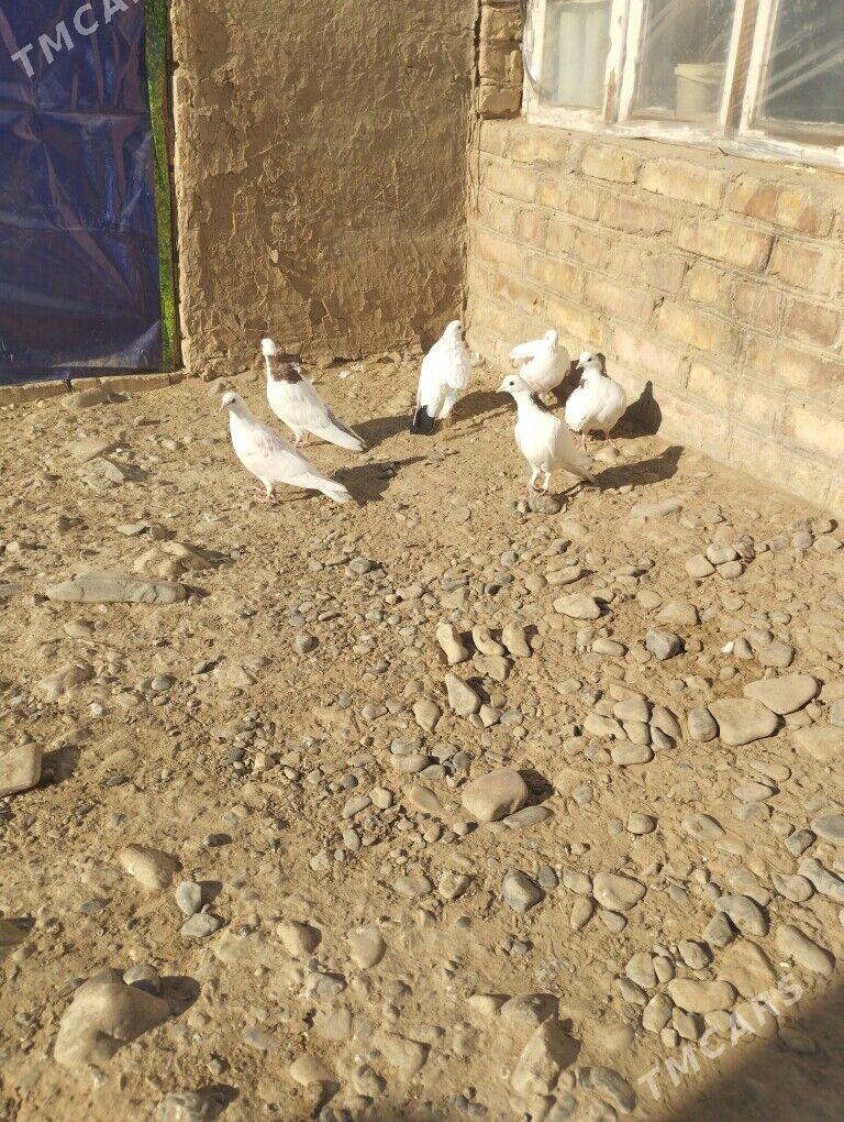 kepderi - Теджен - img 5