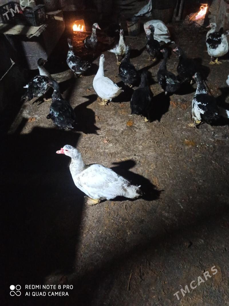 мускус еркеги - Çärjew - img 9