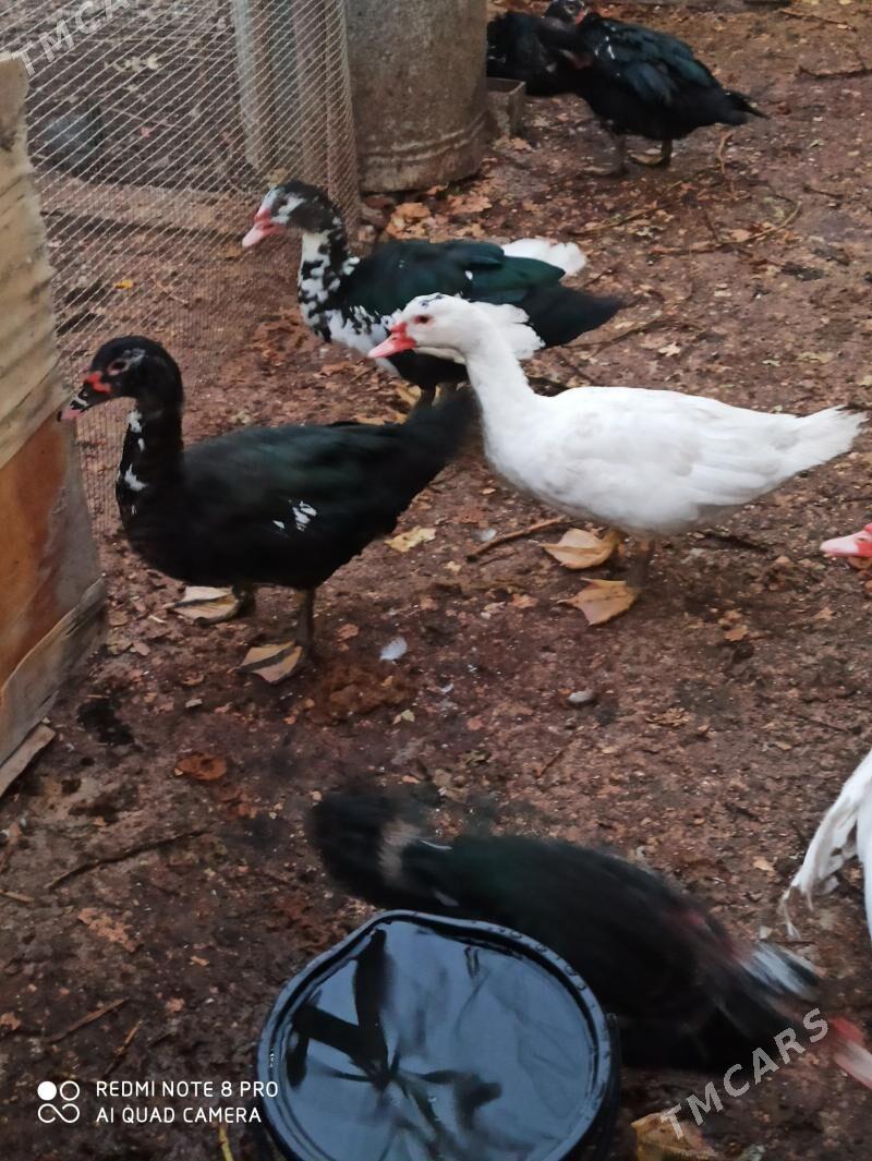 мускус еркеги - Çärjew - img 10