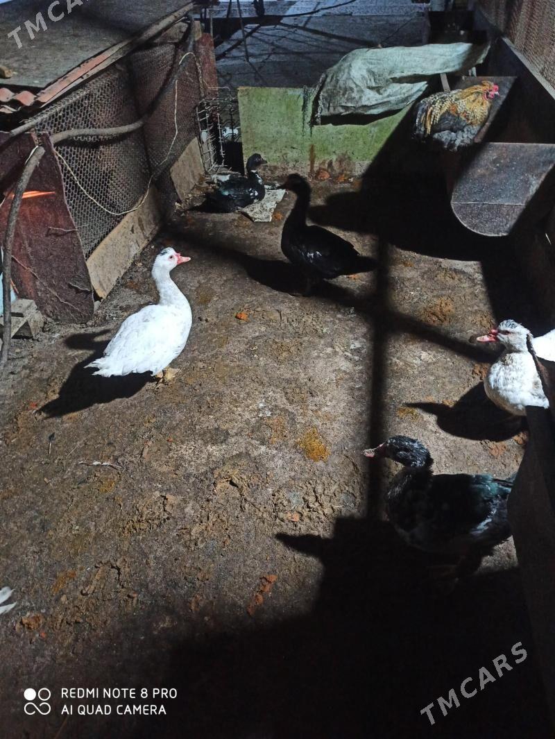 мускус еркеги - Çärjew - img 3