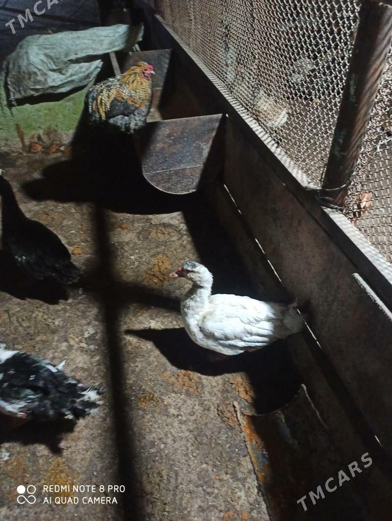 мускус еркеги - Çärjew - img 4