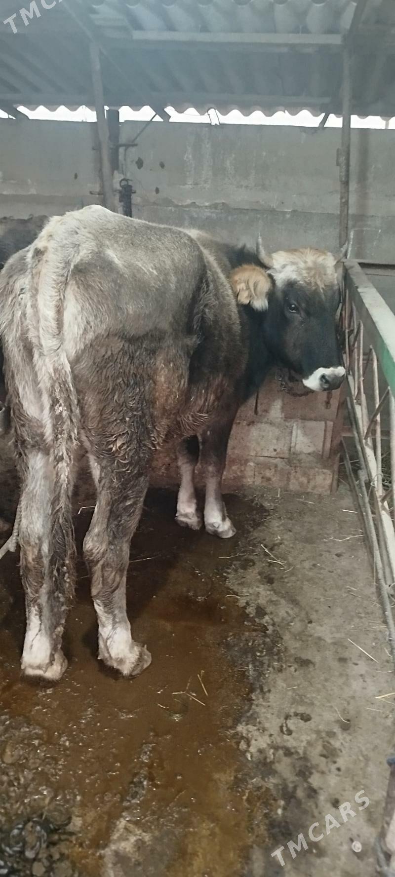 okuz tuwe - Бахарден - img 3