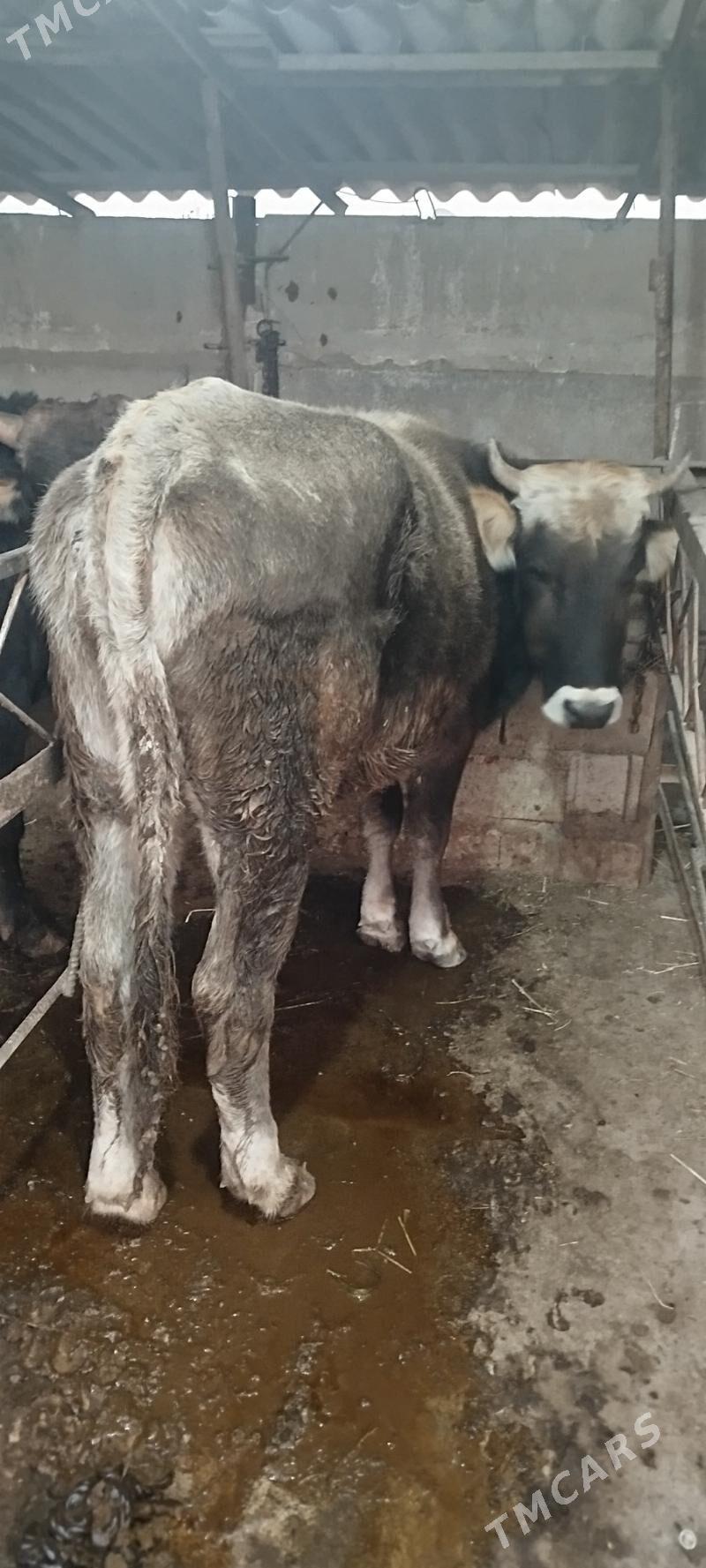 okuz tuwe - Бахарден - img 4