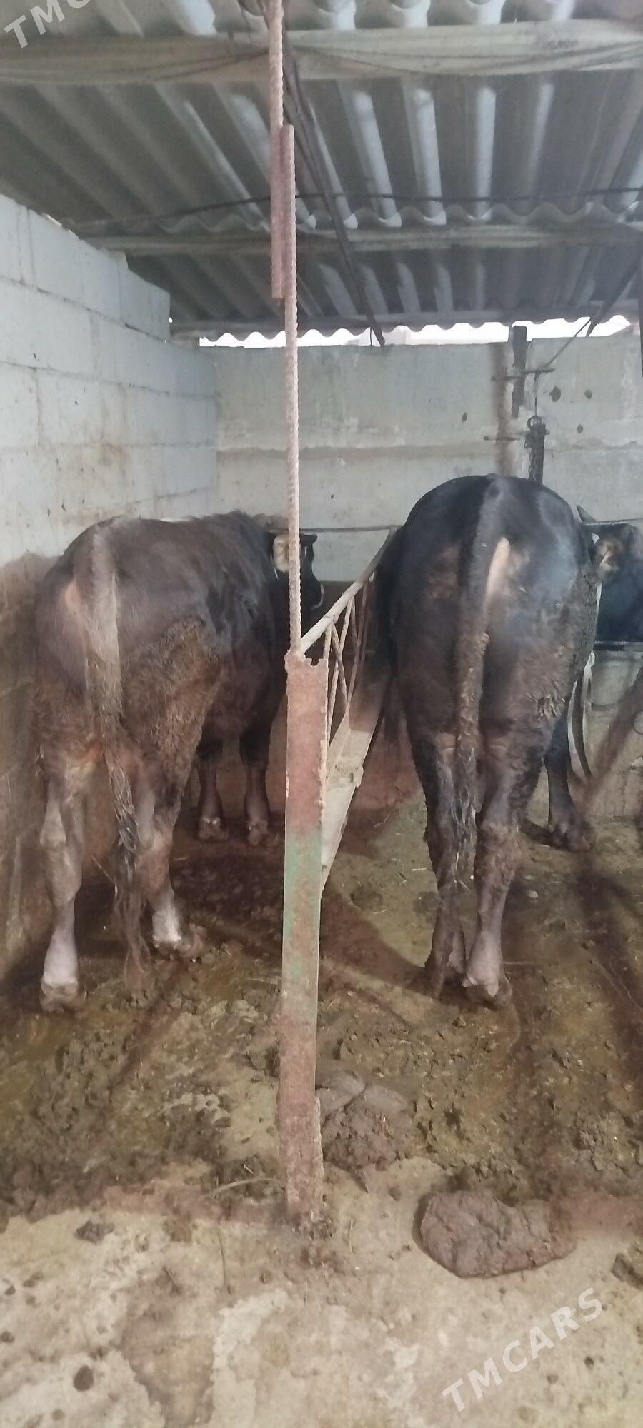 okuz tuwe - Бахарден - img 1