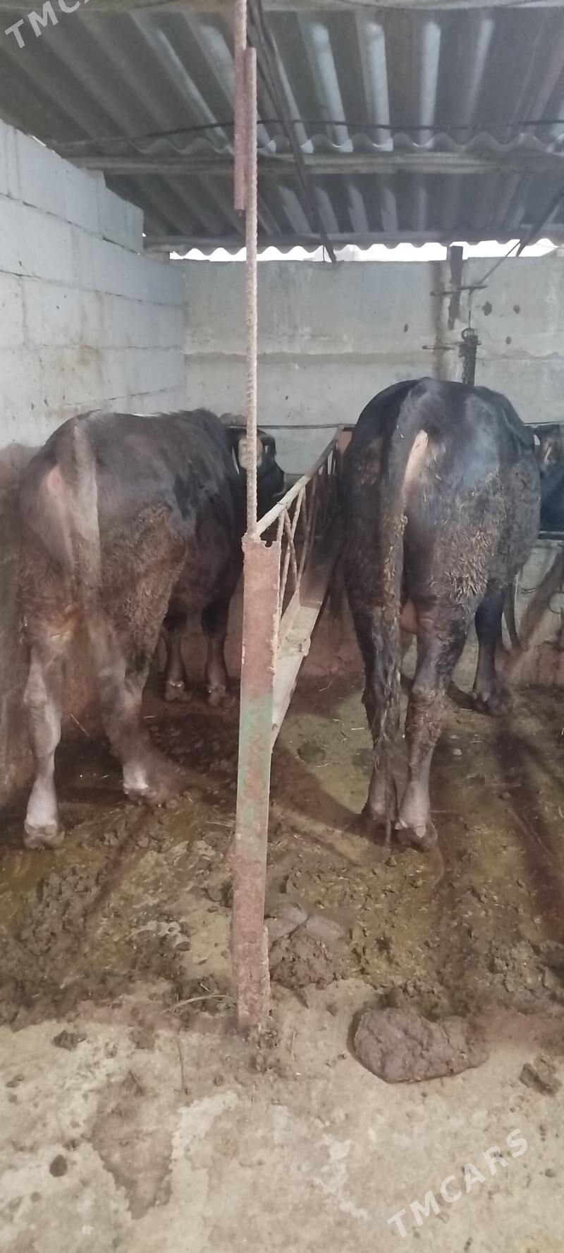 okuz tuwe - Бахарден - img 2