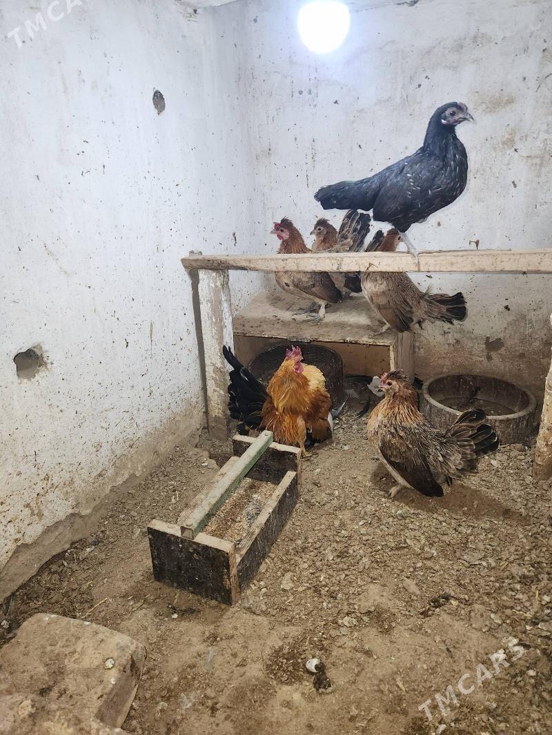 karlik arasa yumurtkasy bar - Сакар - img 3