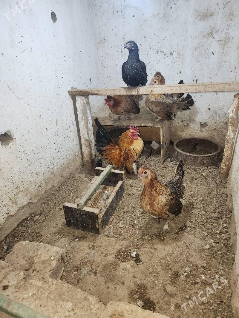 karlik arasa yumurtkasy bar - Сакар - img 2