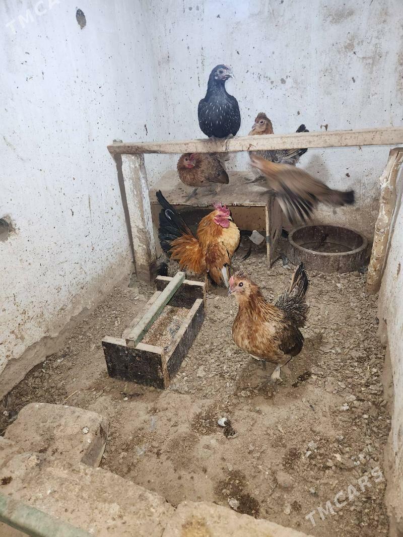 karlik arasa yumurtkasy bar - Сакар - img 1