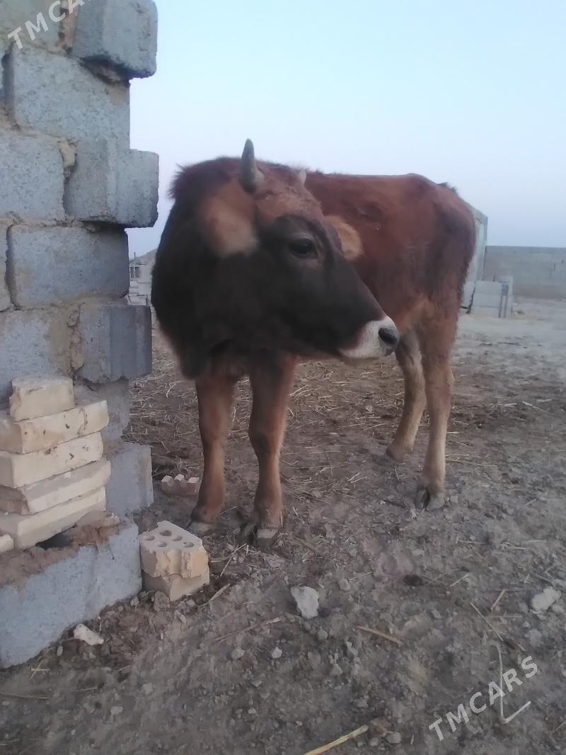 tüwe - Бахарден - img 2