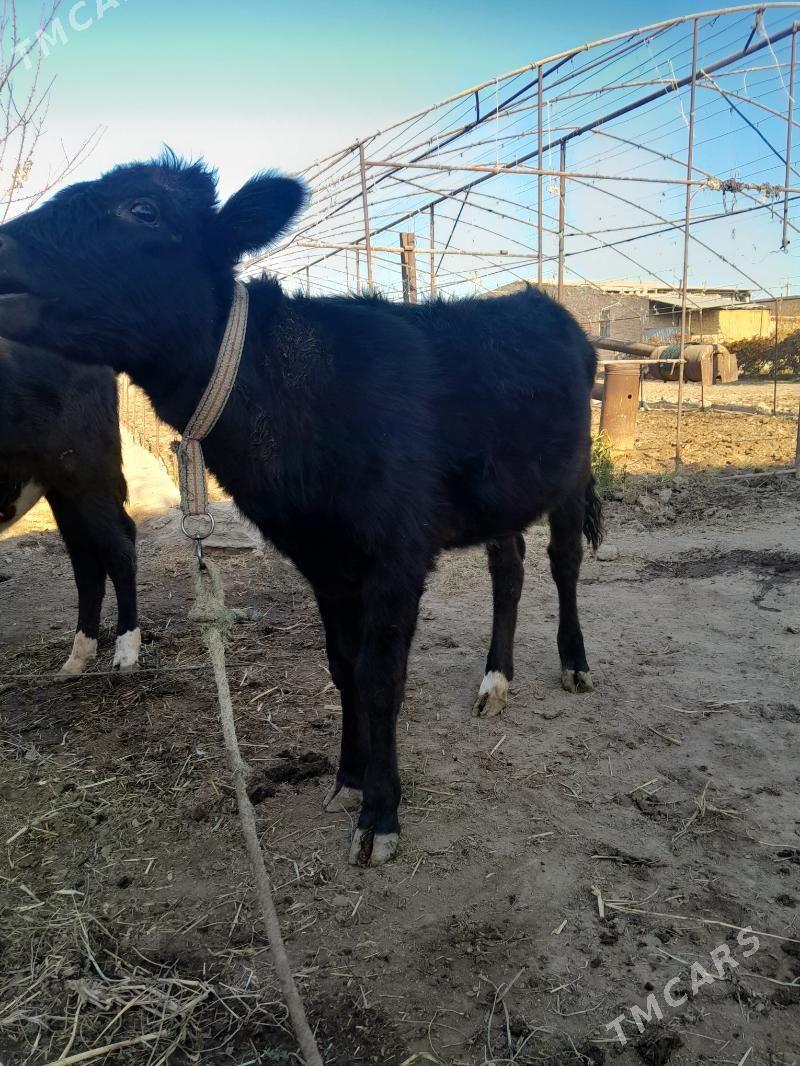 gunajn - Çärjew - img 2