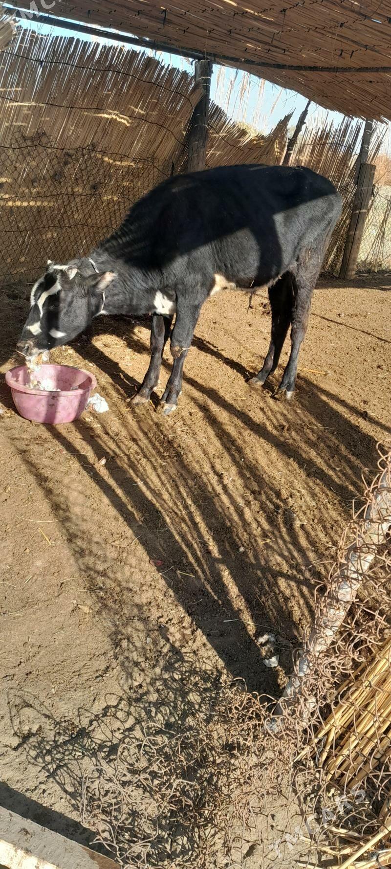 ökzçe - Murgap - img 2