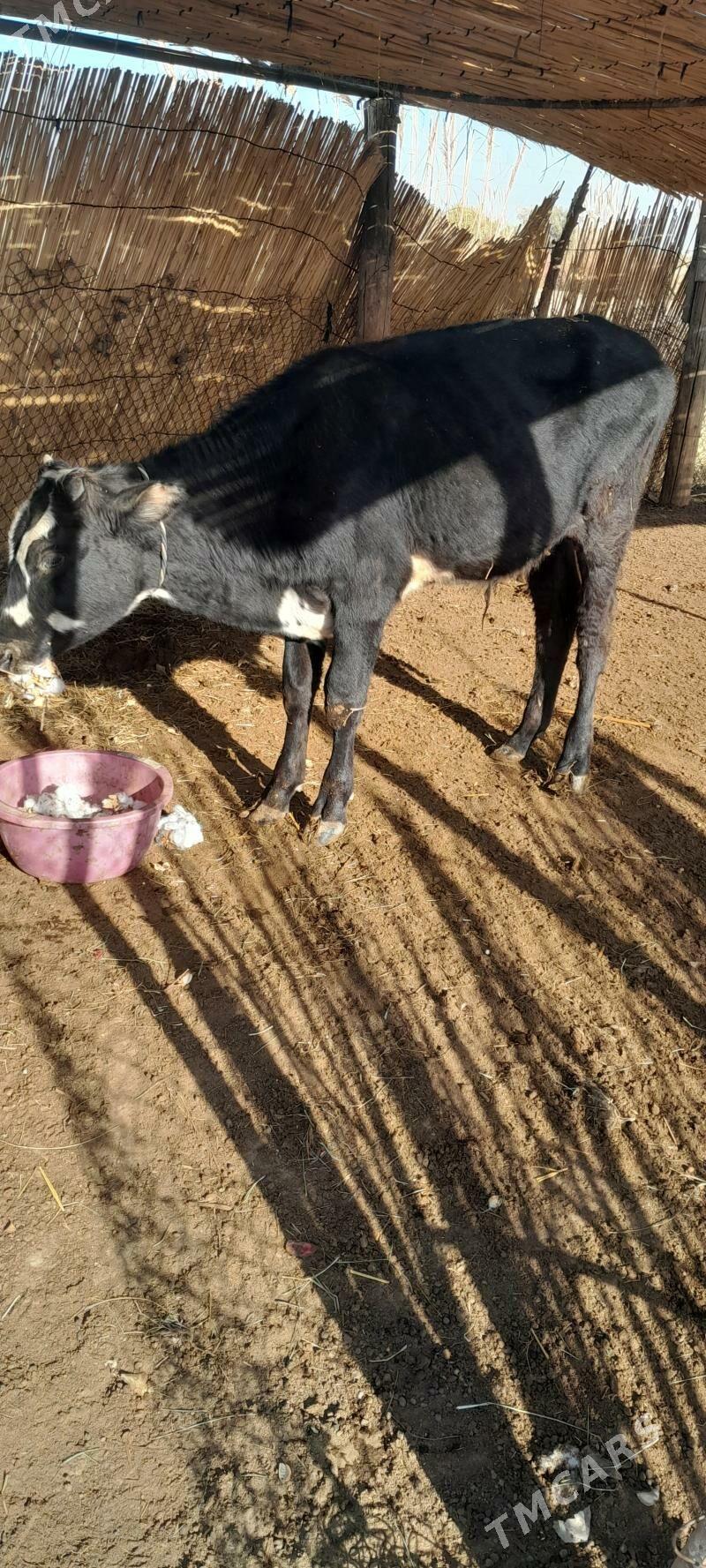 ökzçe - Murgap - img 3