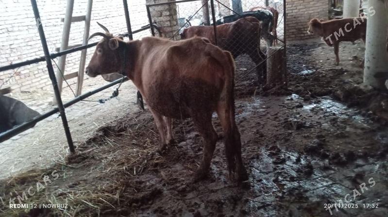 semiz sygyr - Sakar - img 1