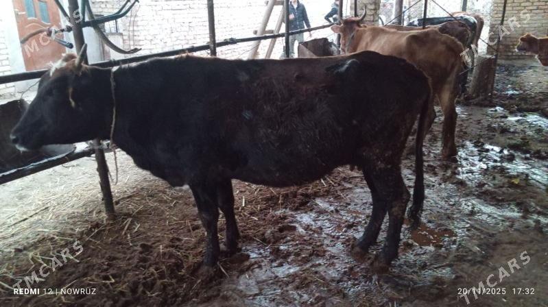 semiz sygyr - Sakar - img 1