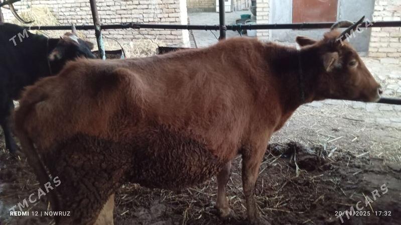 semiz sygyr - Sakar - img 2