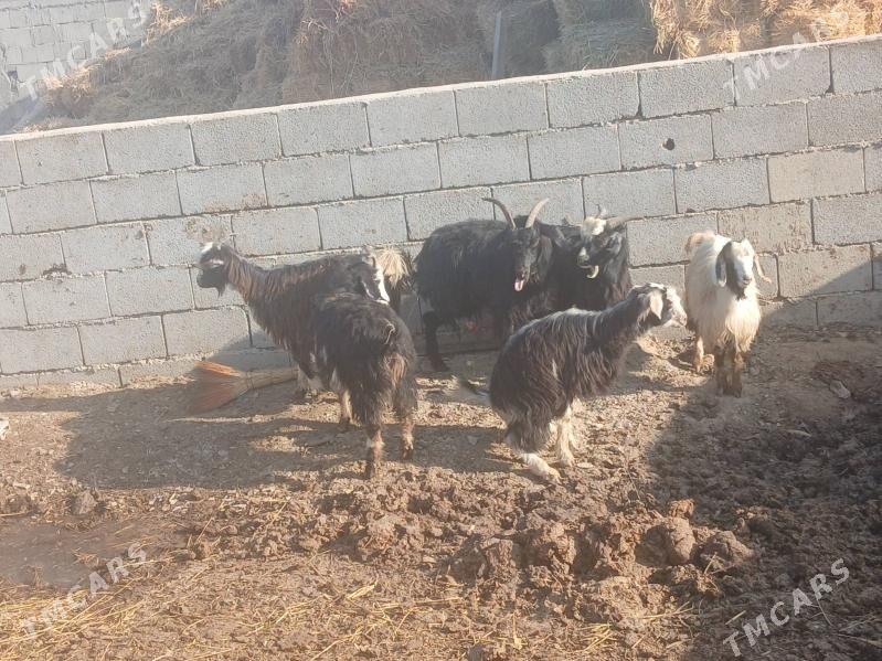 cewis - Бахарден - img 2