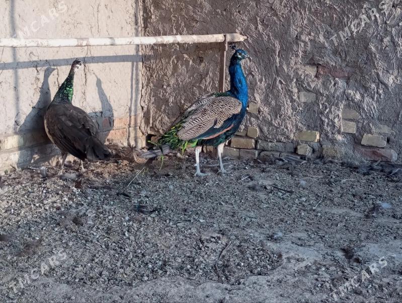 Tawus gus - Saýat - img 3