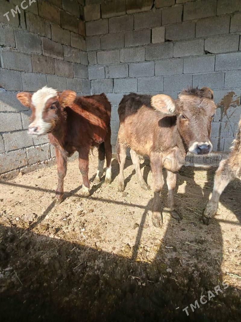 okuz ler - Бузмеин - img 2