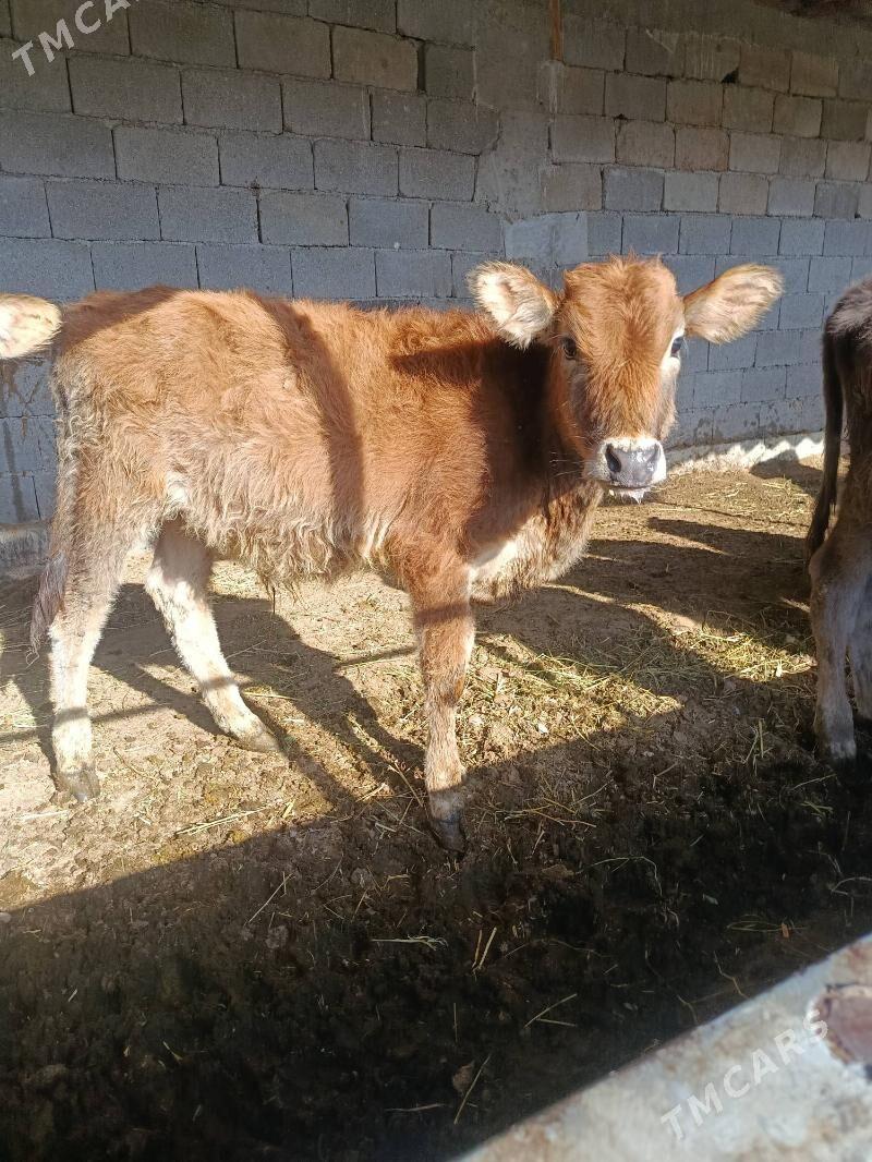 okuz ler - Бузмеин - img 3