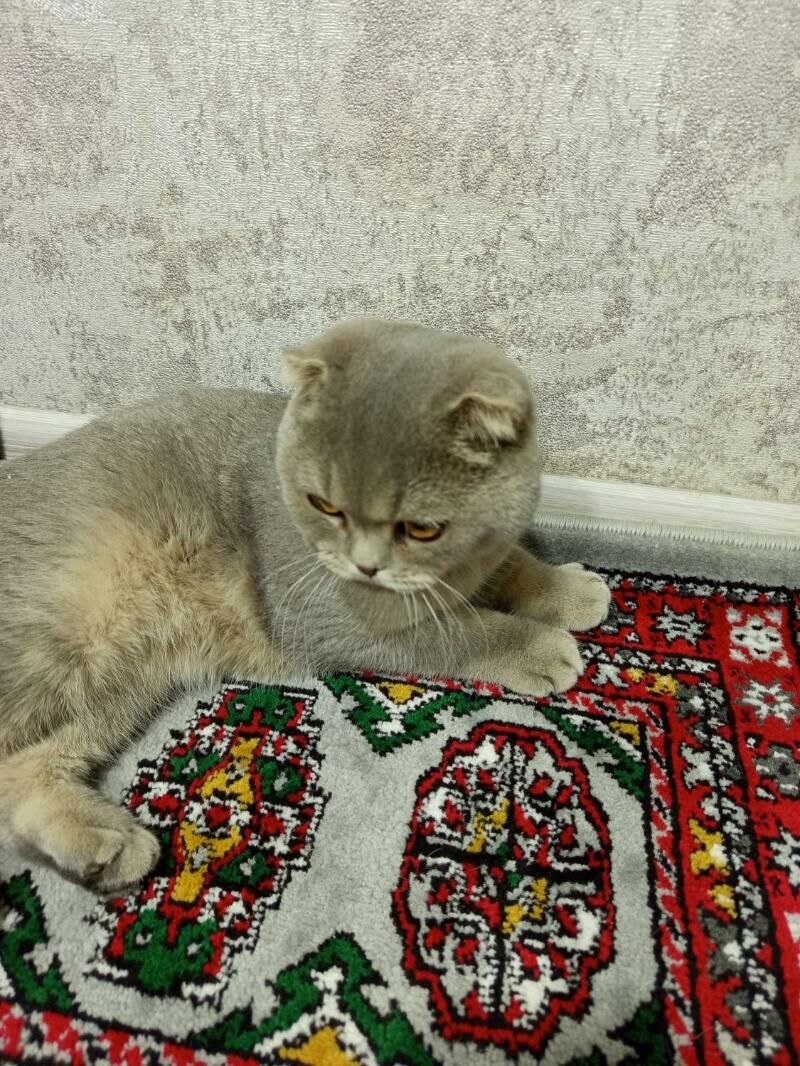 кот вислоушка на свидание - Туркменабат - img 4