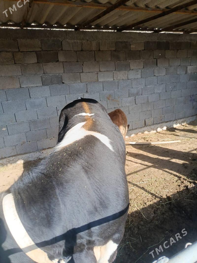 baklan okuz - Büzmeýin - img 2