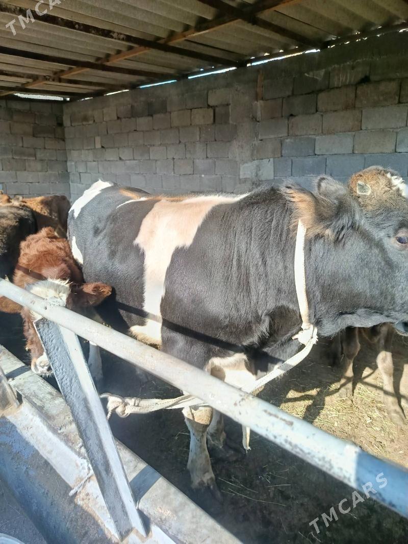 baklan okuz - Büzmeýin - img 3