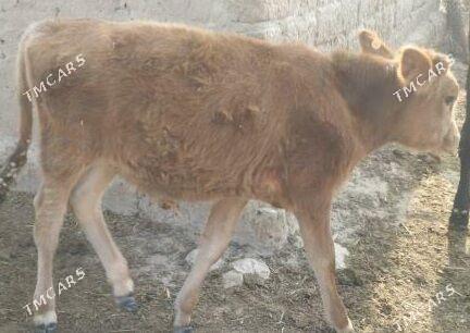 okuz - Ýaşlyk - img 2