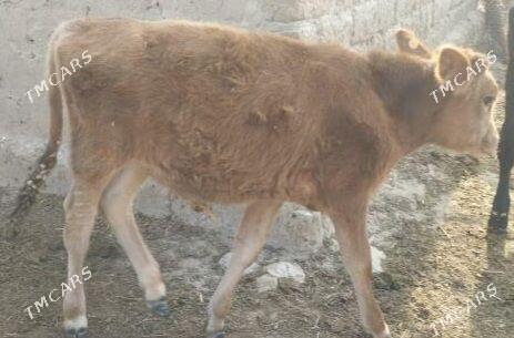 okuz - Ýaşlyk - img 4